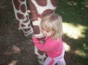 Giraffe Hugs